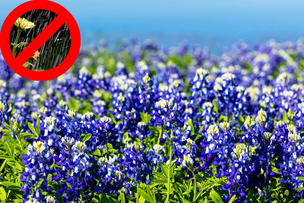 Drought and Weather Threaten Bluebonnet Blooms Across Texas