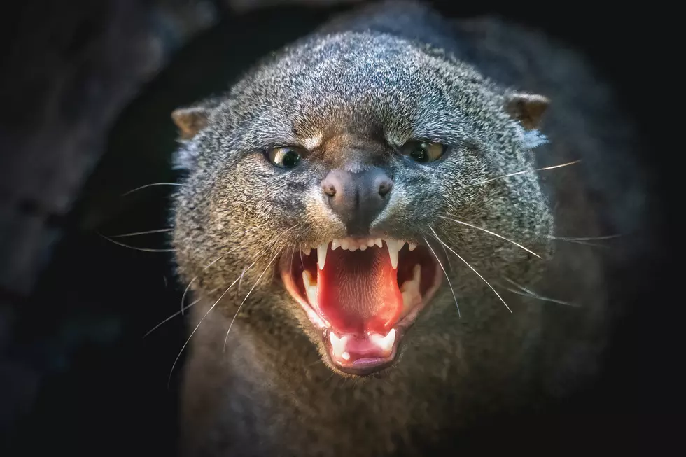 Whispers of a Wild Cat: Unseen for Decades in Central Texas