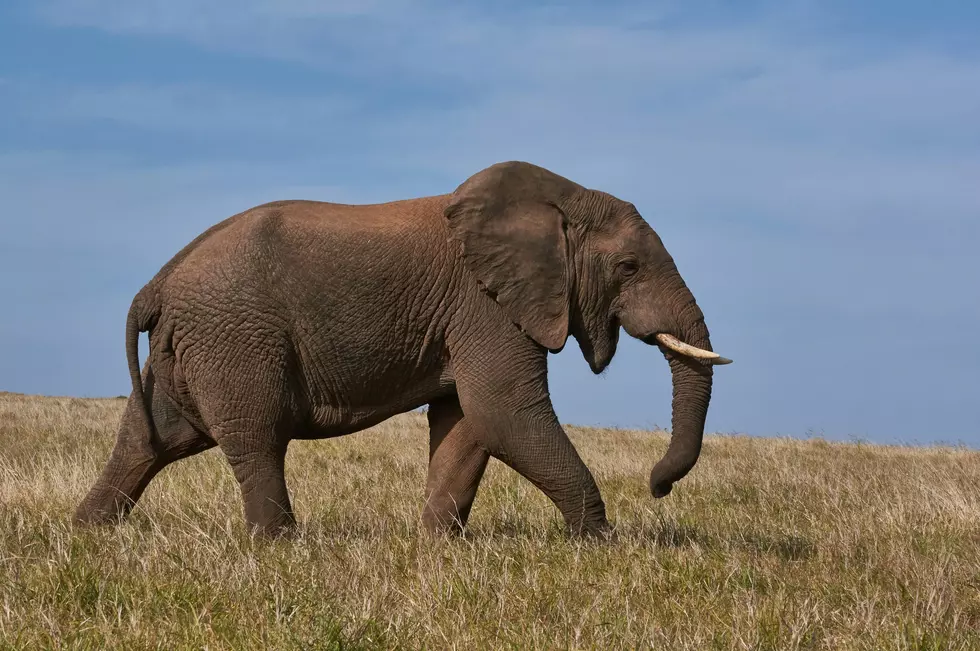 The Surprising Reason Cameron Park Zoo Will No Longer House Elephants
