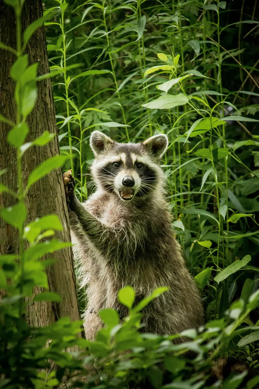 Rabies Alert in Copperas Cove: Rabies Positive Raccoon Found on Skyline Drive