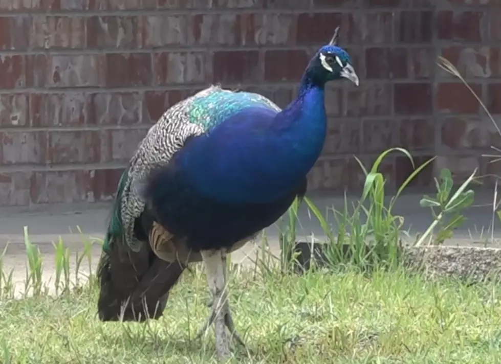 Peacocks Gone Wild: Copperas Cove’s Most Colorful Nuisance